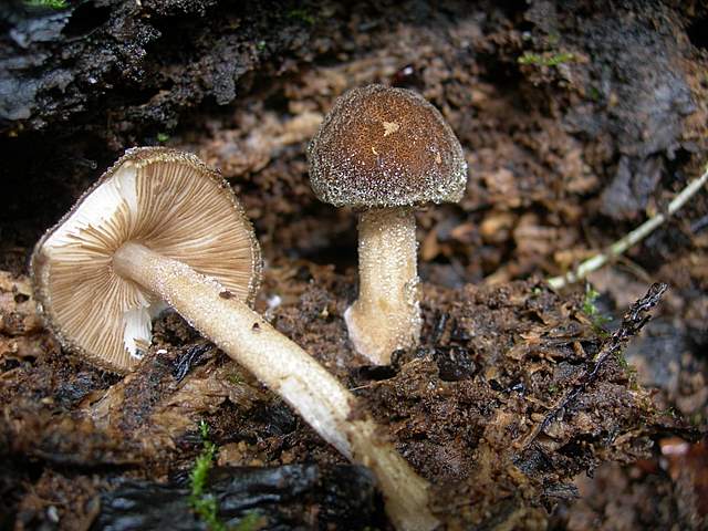 I  Funghi della collina pianeggiante